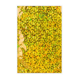 Sachets Alus Holographiques